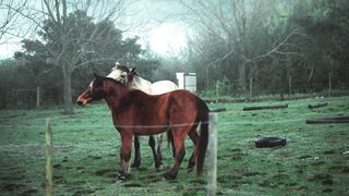 Animal breed - two horses on pasture land | Trending HD Video