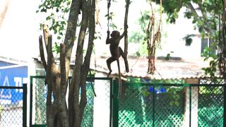 Action figure - monkey swinging playfully in natural habitat | Trending HD Video