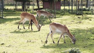 Animal breed - vertical video of a herd of antelopes eating grass outside | Trending HD Video