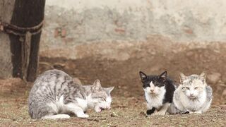 Stuffed Animal - three cats relaxing outdoors in rustic setting | Trending HD Video