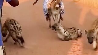 Elderly Woman Chases Away Hyenas on Donkey – Incredible Wildlife Moment ????????