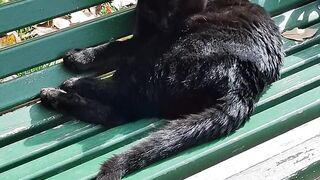 Animal breed - relaxing black cat on park bench outdoors | Trending HD Video