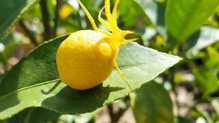 Behold the captivating spectacle of the "aranja aranha laranja"!