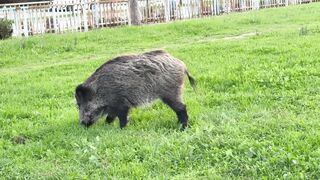 Animal breed - wild boar grazing in green field | Trending HD Video