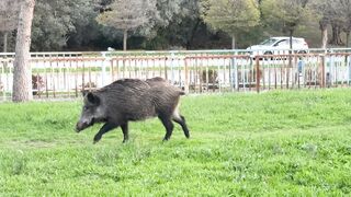Stuffed Animal - wild boar grazing in urban park setting | Trending HD Video