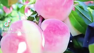 سورہ الرحمن غربی القرآن الکریم