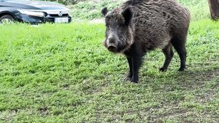 Animale - wild boar roaming urban green space | Trending HD Video