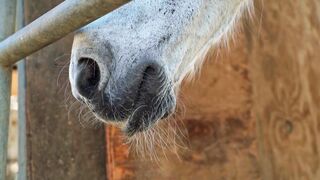 Stuffed Animal - close up of a horse mouth and nose | Trending HD Video