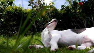 Funnyfuzzy - id | Trending HD Video