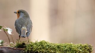 Animale - id | Trending HD Video