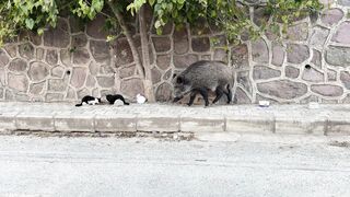 Animal breed - wild boar and street cats encountering each other | Trending HD Video