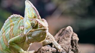 Stuffed Animal - a chameleon resting on a piece of wood | Trending HD Video