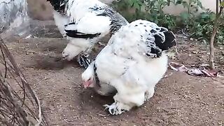 Shujagat