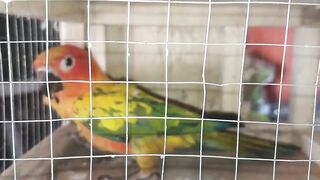 Parrot yellow
