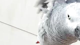 Parrot gray