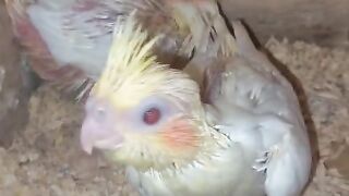 Parrot little