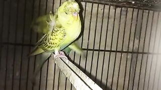 Budgies Australian