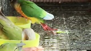 What birds