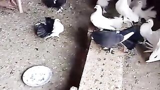 Pigeon home