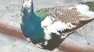 Peacock pretty much