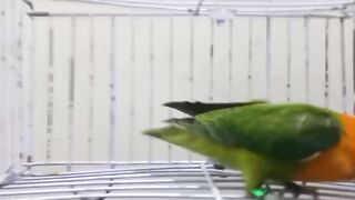Beak of a parrot