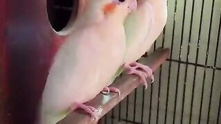 Speen parrot
