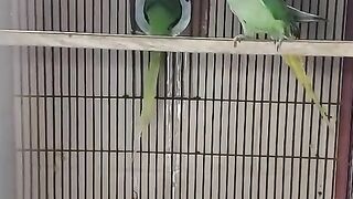 Parrot caged in