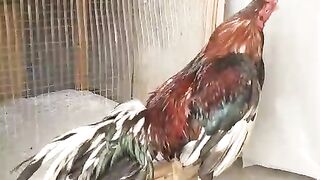 Chicken heart