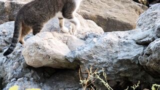 Funnyfuzzy - id | Trending HD Video