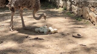 Stuffed Animal - id | Trending HD Video