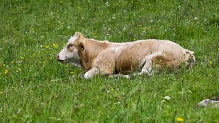 Animale - id | Trending HD Video