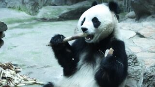 Animal breed - id | Trending HD Video