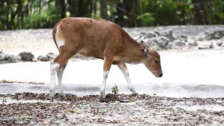 Animal - id | Trending HD Video