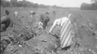 Perkebunan tebu Tanjungmojo