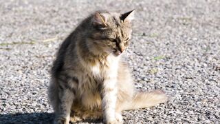 Animal breed - id | Trending HD Video