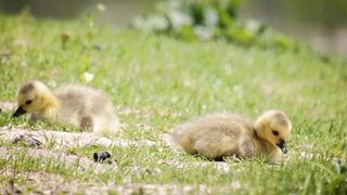 Animal - id | Trending HD Video