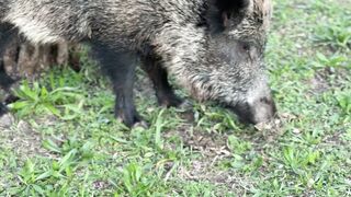 Animale - wild boar grazing in lush forest scene | Trending HD Video