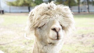 Funnyfuzzy - alpaca closeup | Trending HD Video
