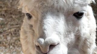 Animale - close up of a south american llama chewing | Trending HD Video