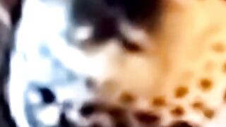 Leopard on Mud Stove Platform in Rural Kitchen #CCTVFootage #rescue #leopard