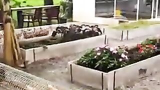 Peternak ayam Jenius Membuat Kandang Ayam