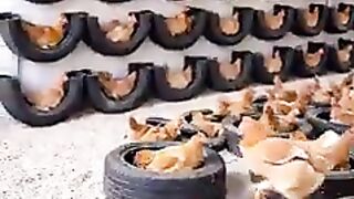 Petrernak ayam Pakai Ban Bekas untuk Tempat Bertelur
