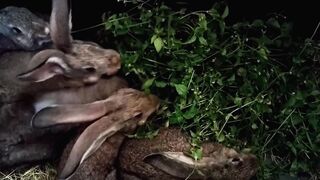 Stuffed Animal - id | Trending HD Video