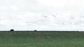 Animale - id | Trending HD Video
