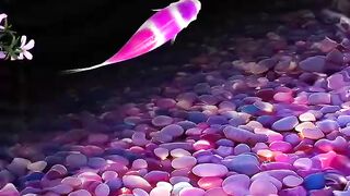 Nice and beitifull sweming catoon fish