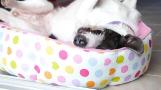 Funnyfuzzy - id | Trending HD Video