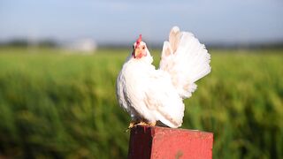 Animal breed - id | Trending HD Video