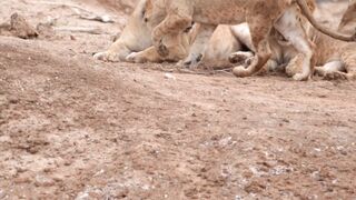 Stuffed Animal - momenti magici | Trending HD Video