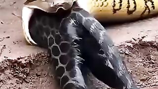 Sang penunggu yg sangat lapar