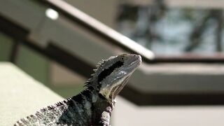 Funnyfuzzy - a lizard is sitting on the edge of a railing | Trending HD Video